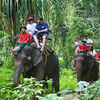 Trekking na słoniach (2 godziny)